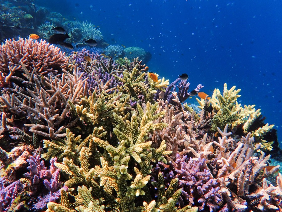 A dense restored reef of branching corals in pink, yellow and purple, with small fish