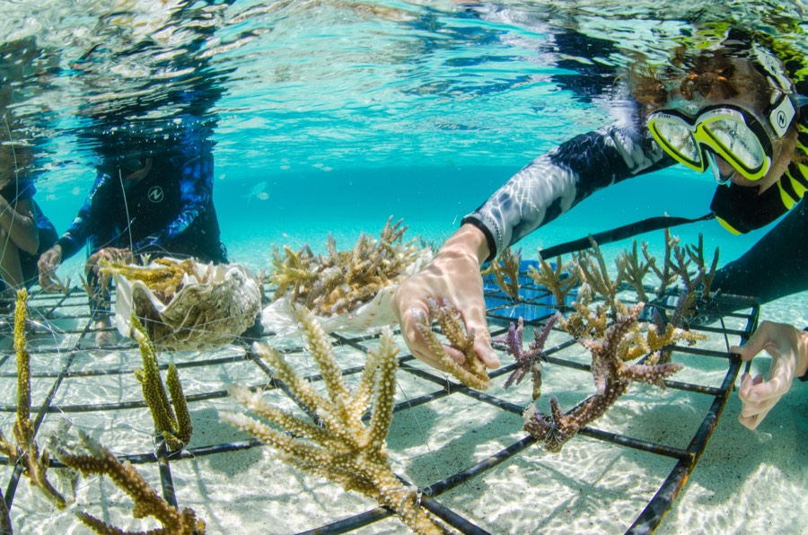 Snorkellers attaching coral fragments to a metal nursery frame in shallow water